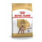 POODLE CANICHE ADULT