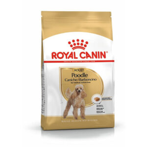 POODLE CANICHE ADULT