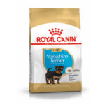 Yorkshire Terrier Junior