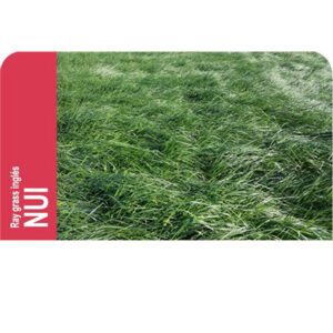 CÉSPED RAY GRASS INGLES DIPLOIDE NUI