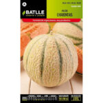 MELÓN CHARENTAIS