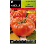 TOMATE MARMANDE VR