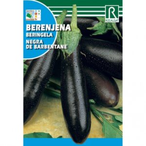 BERENJENA NEGRA LARGA DE BARBENTANE