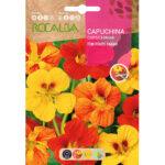 CAPUCHINA TOM POUCE ENANA