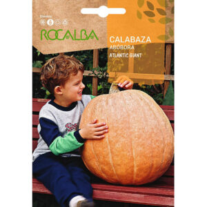 CALABAZA ABOBORA ATLANTIC GIANT