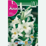 BULBOS AZUCENA (LIRIO DE SAN ANTONIO) 1 BULBO