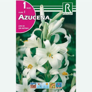 BULBOS AZUCENA (LIRIO DE SAN ANTONIO) 1 BULBO