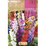 GLADIOLOS MEZCLA DE COLORES BOLSA 10 BULBOS