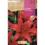 LILIUM MONTE NEGRO BOLSA 2 BULBOS