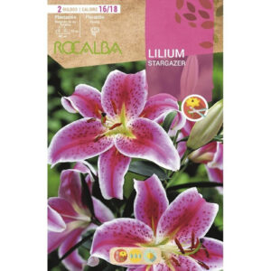 LILIUM STARGAZER ROSA BORDE BLANCO BOLSA 2 BULBOS