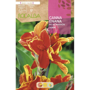 CANNAS ENANAS LUCIFER ROJO INTENSO