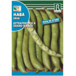 HABA EXTRAPRECOCE A GRANO