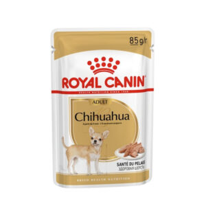 Chihuahua Adult