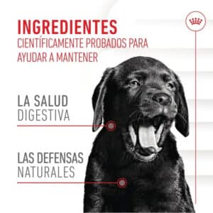 SNACK IMMUNITY & DIGESTION CHEWS 100 GR