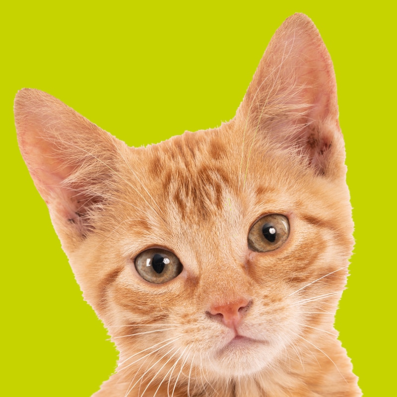 Gatos