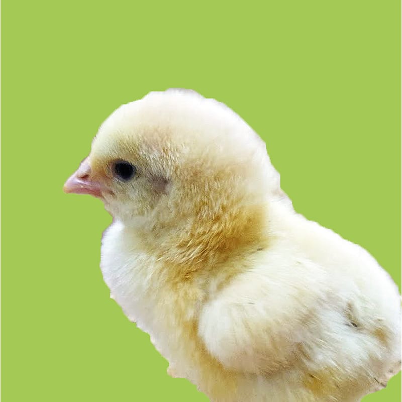 Pájaros