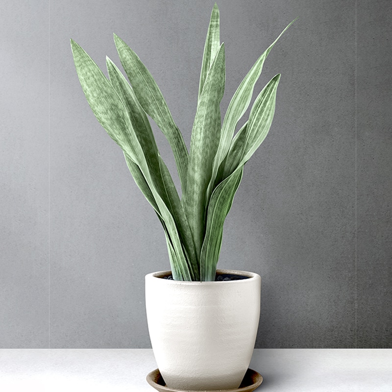 Plantas