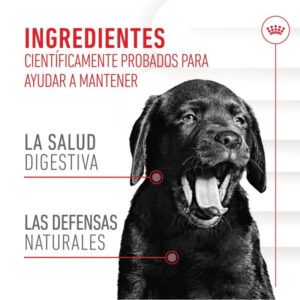 SNACK IMMUNITY & DIGESTION CHEWS 100 GR