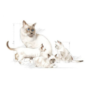 BABYCAT MILK LATA 300 GR.