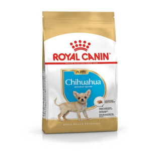 CHIHUAHUA JUNIOR PUPPY 1