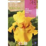 IRIS GERMANICA AMARILLO BOLSA 1 BULBO