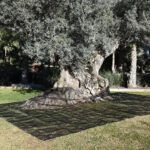 Lienzo Mantos De Recolección De Oliva Negro 4 X 8 M
