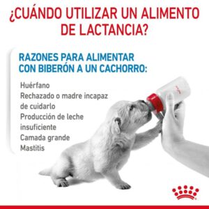 Baby Dog Milk