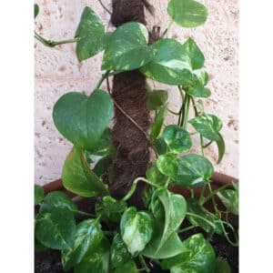 TUTOR COCO 120 CM - Ø45 MM