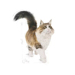INSTINCTIVE JELLY GELATINA CAT 85 GR