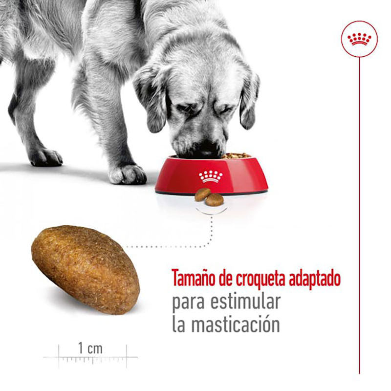 MAXI ADULT 15 KG Maxi Adult 15 Kg