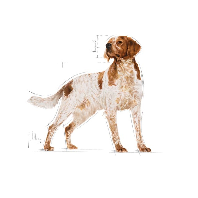 MEDIUM ADULT 15 KG Medium Adult 15 Kg