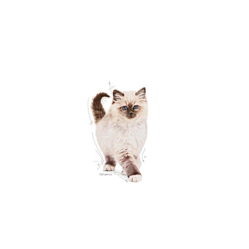 KITTEN SECOND AGE 400 GR Kitten Second Age 400 Gr