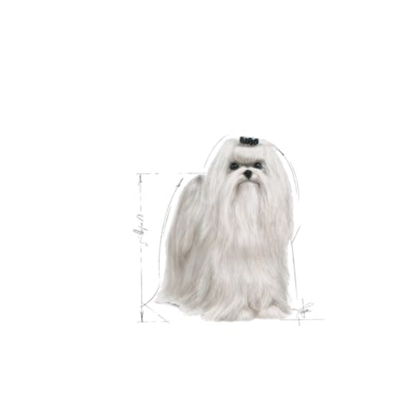 Maltese Adult Maltese Adult