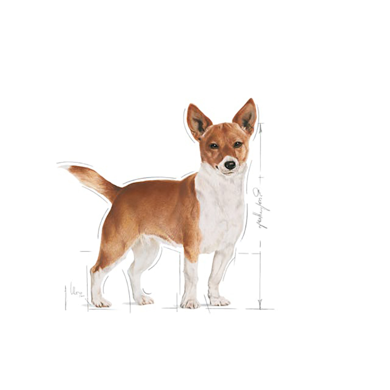 Royal Canin Mini Urinary Care 3 kg Royal Canin Mini Urinary Care 3 Kg