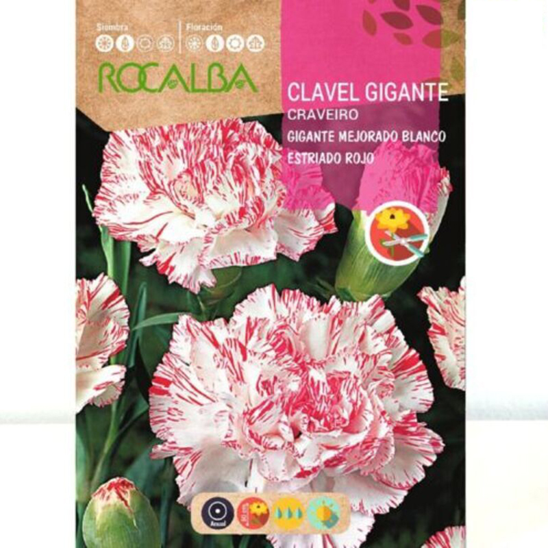 Clavel Gigante Blanco Estriado Rojo 1 g Clavel Gigante Blanco Estriado Rojo 1 G
