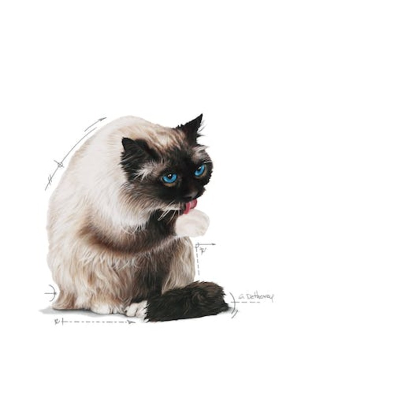 HAIRBALL CARE 85 GR Hairball Care 85 Gr