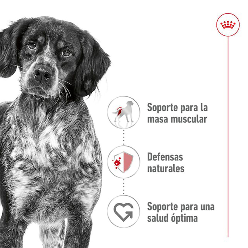 MEDIUM ADULT SOBRE 140 GR. Medium Adult Sobre 140 Gr.