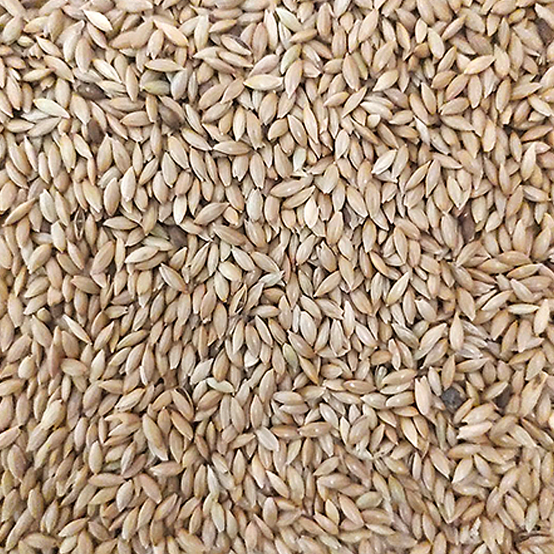 ALPISTE CANARI-SEED SACO 25 KG Alpiste Canari-Seed Saco 25 Kg