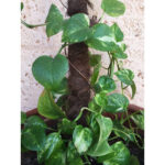 Tutor Coco 60 Cm - Ø32 Mm