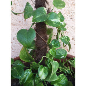 TUTOR COCO 80 CM - Ø45 MM