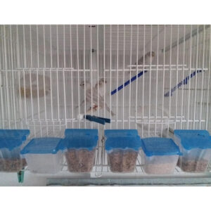 COMEDERO PESTAÑA TULIPA CON TAPA AZUL