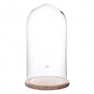 CÚPULA CON BASE DE MADERA 40 X 20 CMS TRANSPARENTE