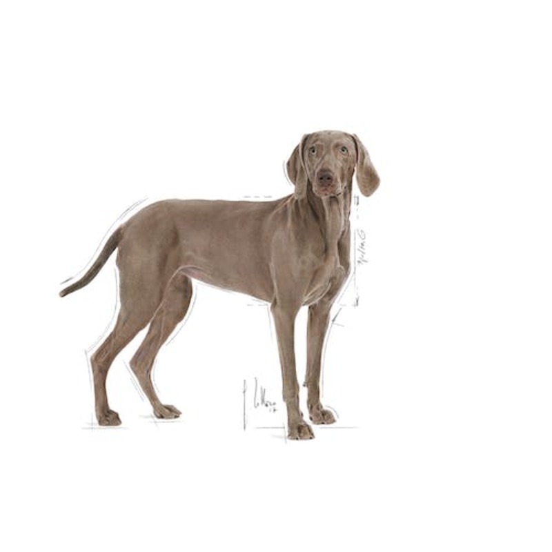 DERMACOMFORT MAXI 12 KG ROYAL CANIN Dermacomfort Maxi 12 Kg Royal Canin