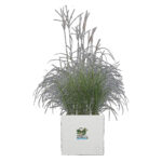 Vivo Next Cuadrada 40Cm Blanco