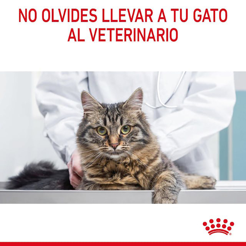 URINARY CARE GATO 85 GR Urinary Care Gato 85 Gr