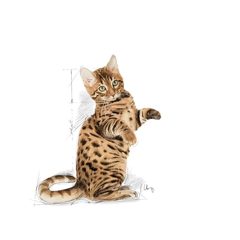 STERILIZED IN JELLY 85 GR Sterilized In Jelly 85 Gr