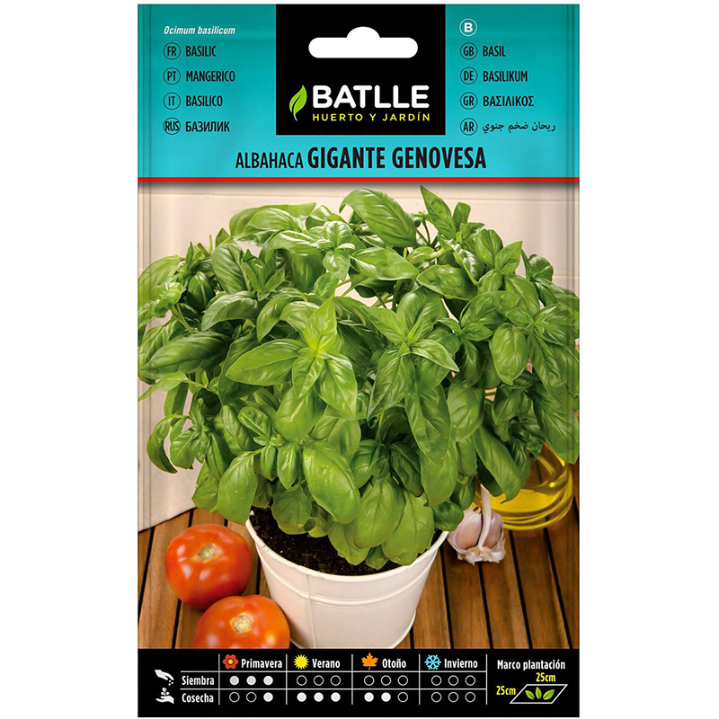 ALBAHACA GIGANTE GENOVESA Albahaca Gigante Genovesa