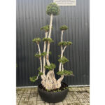 Macetón Maceta Oliver Taza 80 Antracita