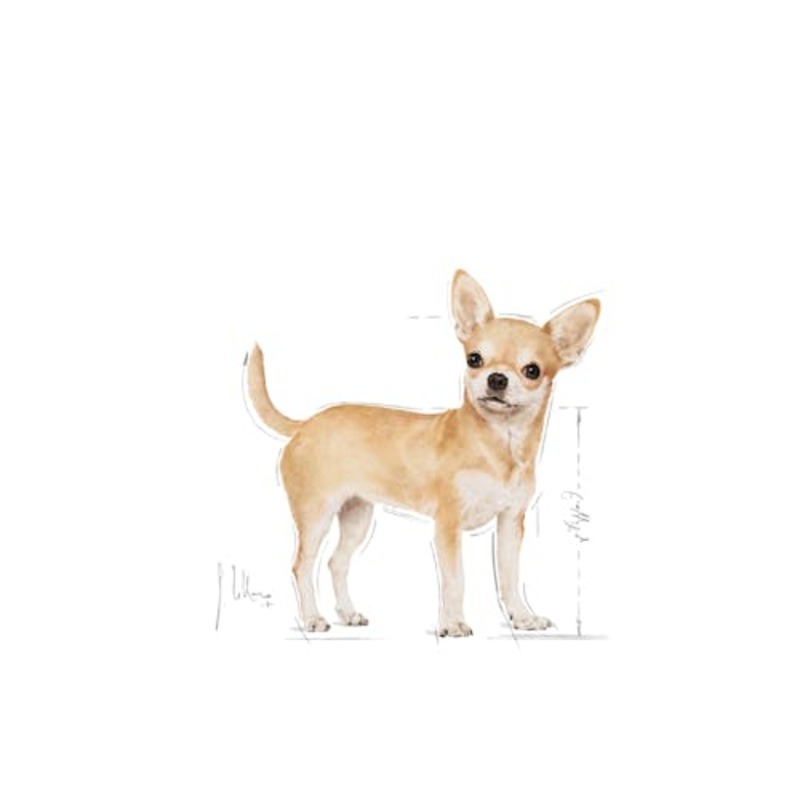 CHIHUAHUA ADULT 500GR Chihuahua Adult 500Gr