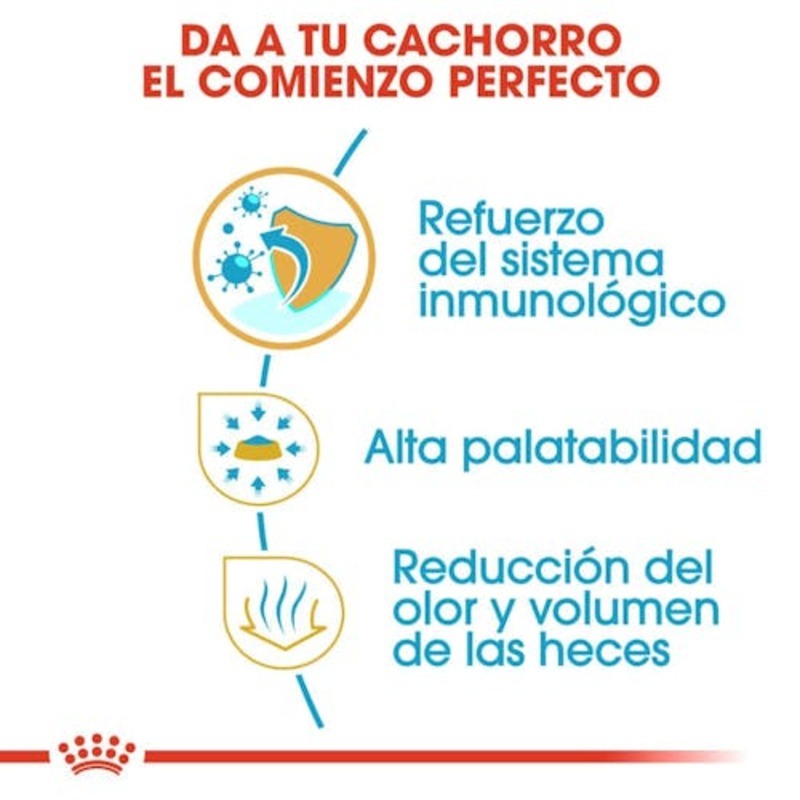 Chihuahua Puppy Chihuahua Puppy